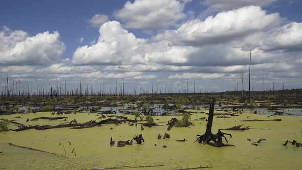 time lapse shot of the great dismal swamp