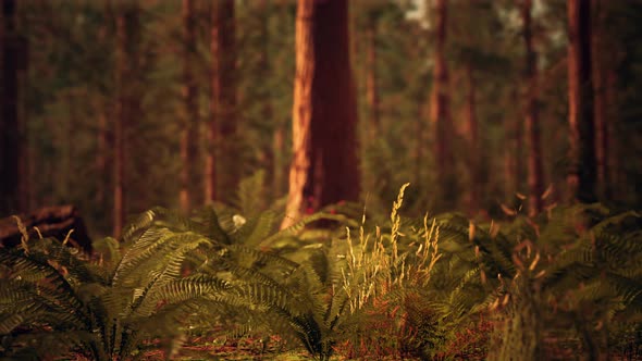 Tall Forest of Sequoias in Yosemite National Park