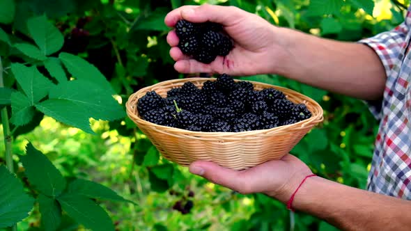 A Man Farmer Harvests Blackberries in the Garden