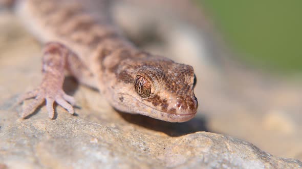 Evenfingered Gecko or Alsophylax Pipiens on Stone