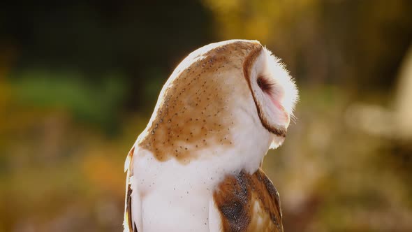 Close-up of a Barn Owl