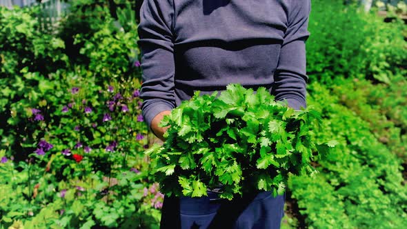 A Man Harvests Cilantro in the Garden