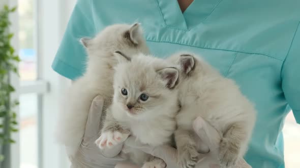 Ragdoll Kittens and Veterinarian