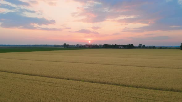 Wheat Field at Sunset