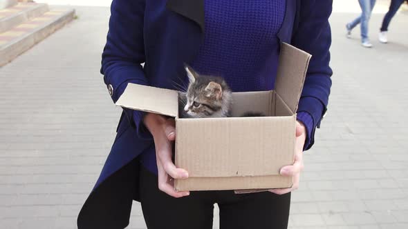Women's Hands Carry a Box with a Kitten on the Street