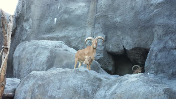 Bighorn Rocky Mountain Sheep Ram during spring