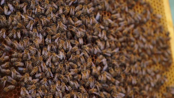 Working bees on honeycomb. Frames of a bee hive. Apiculture