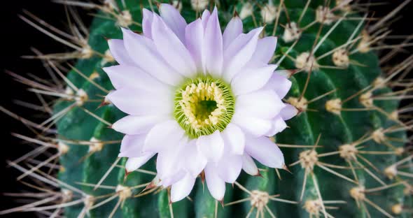 Tender pink cactus flower blooming in time lapse