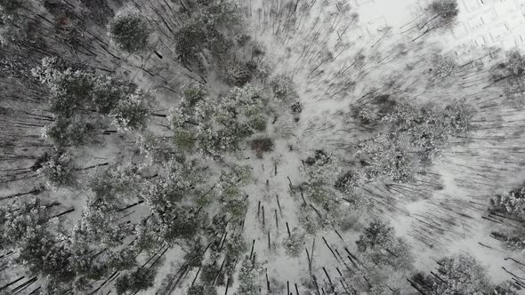 Aerial view of the snowy forest.