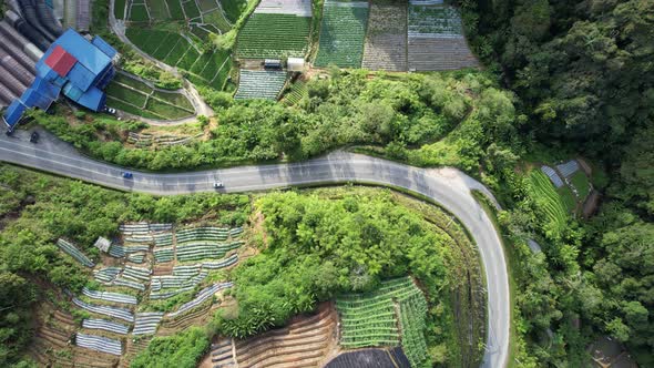 Cameron Highlands, Pahang Malaysia