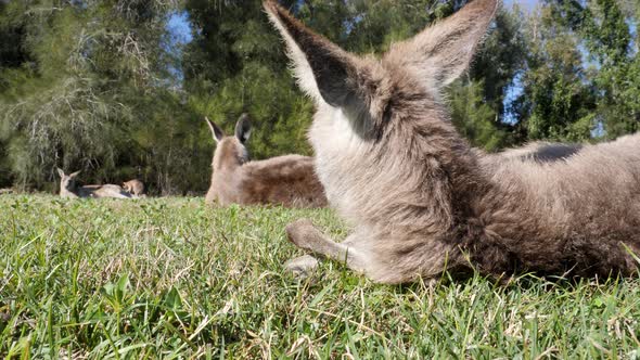 Low angle view of a juvenile Kangaroo grooming itself while laying down in a grassy field. Animal be