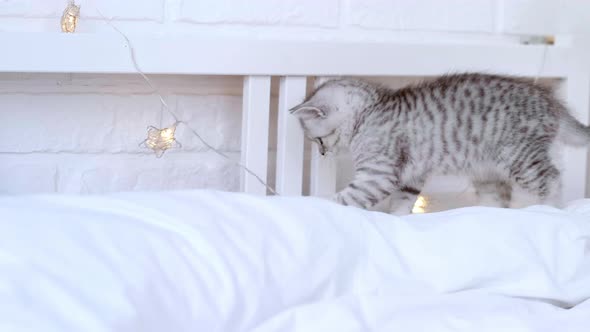 Cat Breaks Christmas Decorations Little Curious Funny Striped Scottish Fold Kitten Cat Throws Off