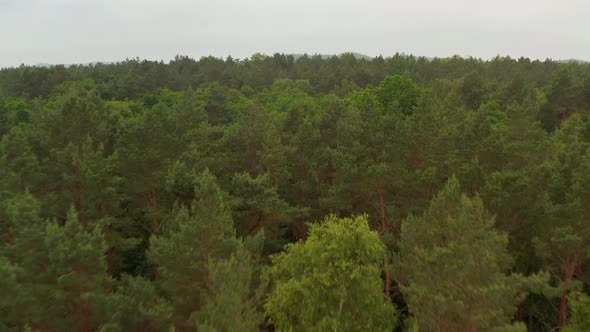 Low Aerial Flight Over Rich Green Tree Tops with Overcast Foggy Sky