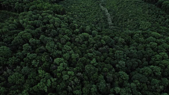 Flight Over Woods Natural Background