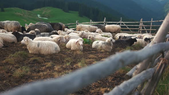 Sheep Herd on Mountain Plateau Pasture