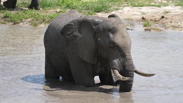 Elephant in a river 