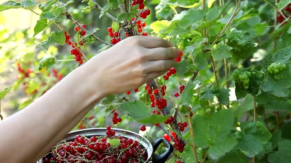 Women's hands closeup collect red currant