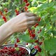 Women's hands closeup collect red currant - VideoHive Item for Sale