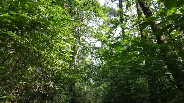 Trees in the Forest During the Day