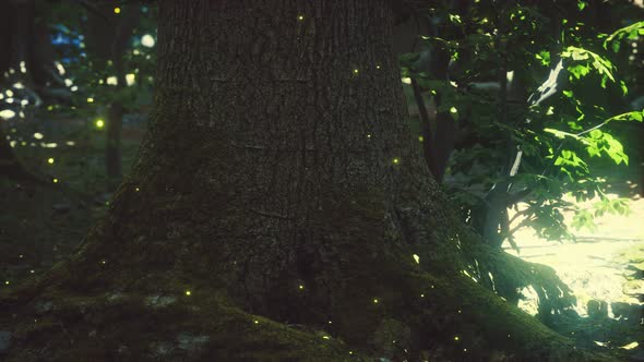 Fantasy Firefly Lights in the Magical Forest