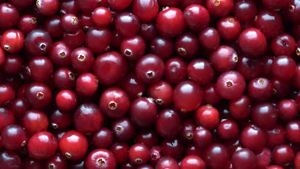 Harvest the red fresh cranberry, close up. Red berries background, rotates