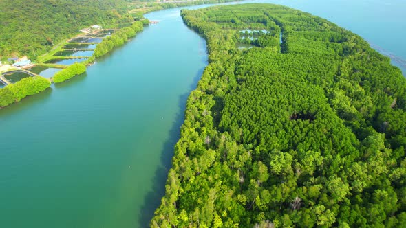 An island-shaped mangrove forest in the middle of a river mouth near the sea.