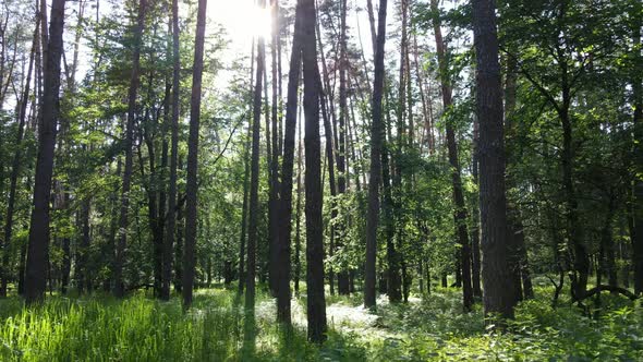 Beautiful Green Forest on a Summer Day Slow Motion