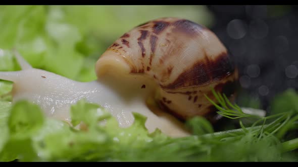 Akhata Snail Crawling on a Lettuce Leaf