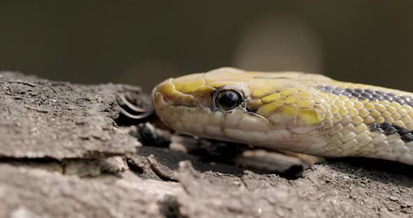 Closeup of a Trinket snake with its tongue on the wood, scales closeup macro shot