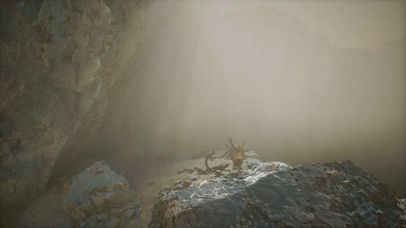 Rocky Cliff with Sand Beach in Deep Fog