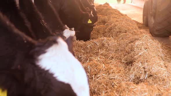 Cows feeding on dairy farm.