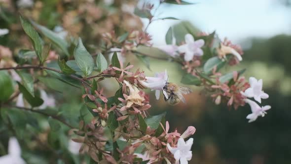 Hairy english bumblebee feeding on a flower and flying away wide slow motion