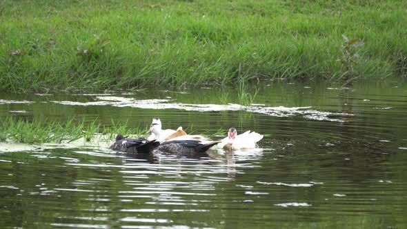 Group of ducks swim at river 