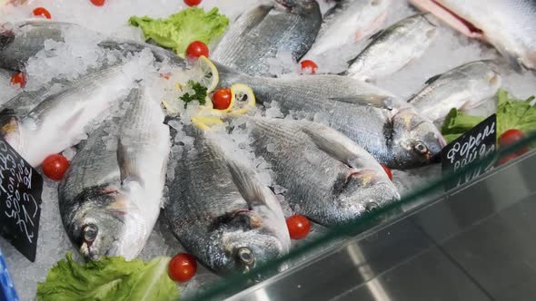 Lot of Fresh Sea Bass Fish Lies on Ice in a Supermarket Showcase Frozen Seafood