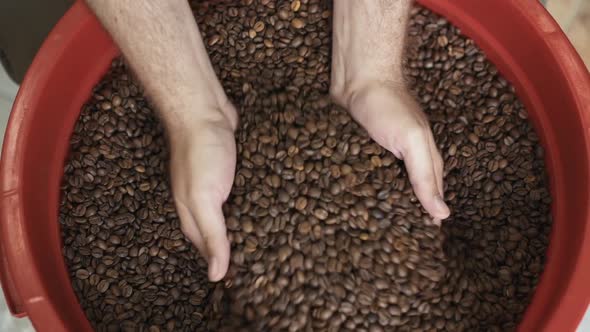 Human Hands Taking Coffee Beans Into Palm for Checking the Quality