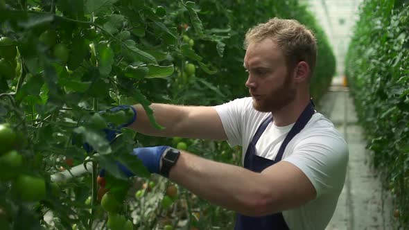 Hydroponic Farm View of Man Working with Vegetables in Greenhouse with Modern Technology Spbd