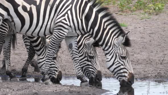 Close up from zebras drinking from a waterhole 
