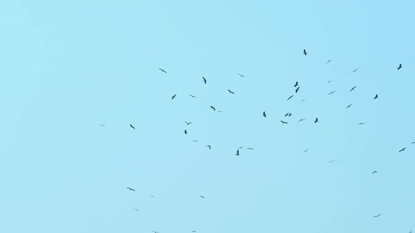 Big Crowd of Flying Storks. Wild Life Birds Natural  Footage.