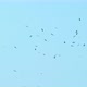 Big Crowd of Flying Storks. Wild Life Birds Natural  Footage. - VideoHive Item for Sale