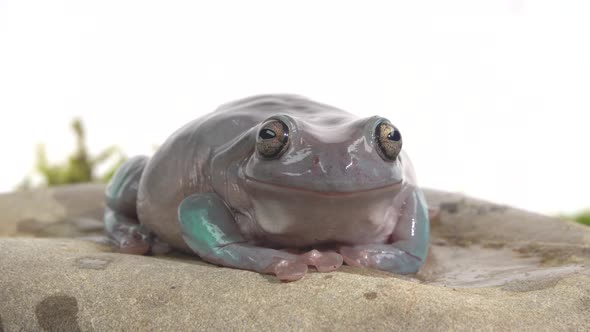 Australian Green Tree Frog Sitting on a Stone on Green Moss in White Background