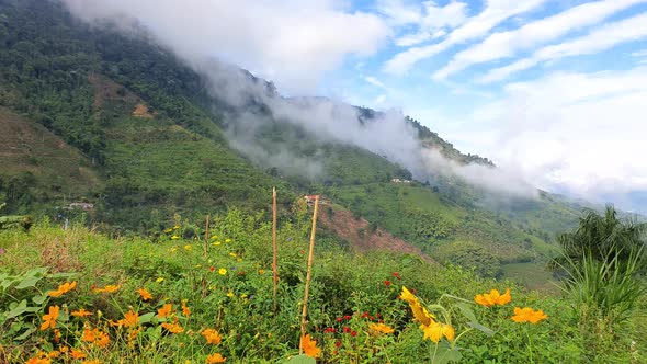 Flower Trail in the Cordillera