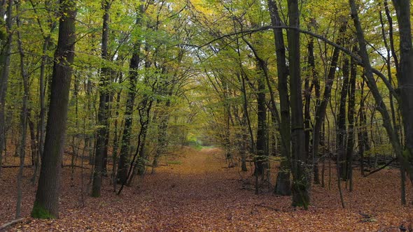 Autumn Forest