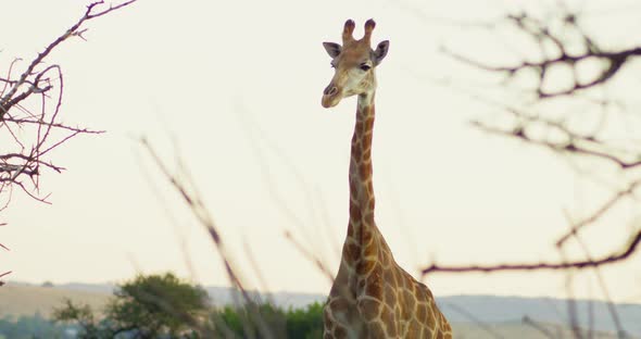 Giraffe Standing and Looking at Camera Still Medium Shot