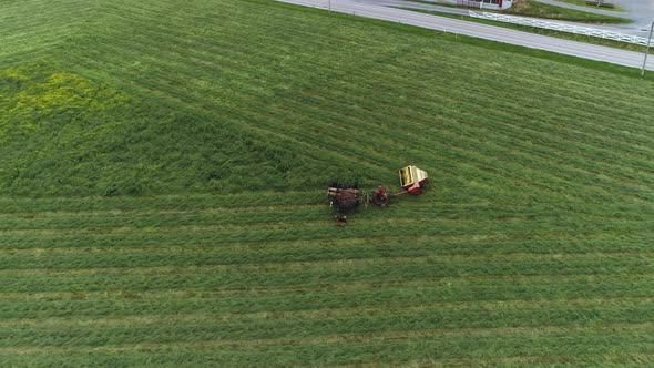 Aerial View of Amish Farm Worker Harvesting the Field in Spring With 4 Horses and 3 Dogs