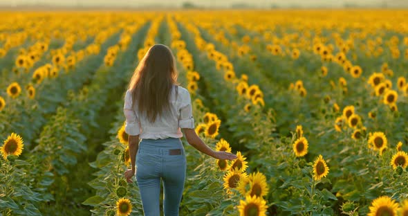 Young and Slender Woman in Jeans Walks Between the Blooming Sunflowers