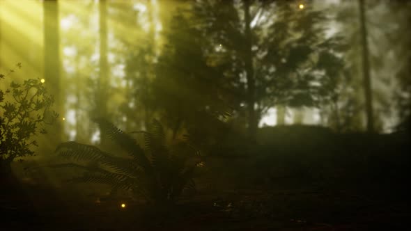 Firefly in Misty Forest with Fog alt