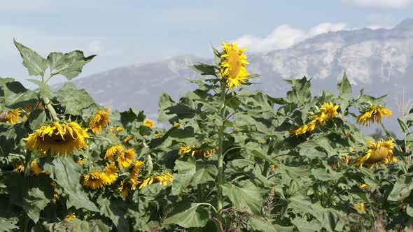 View of sunflower blowing in a lite breeze on a sunny day