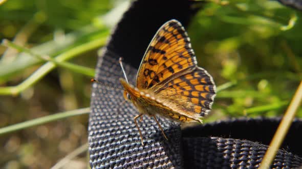 The butterfly Melitaea phoebe flaps its wings in a macro. Wildlife