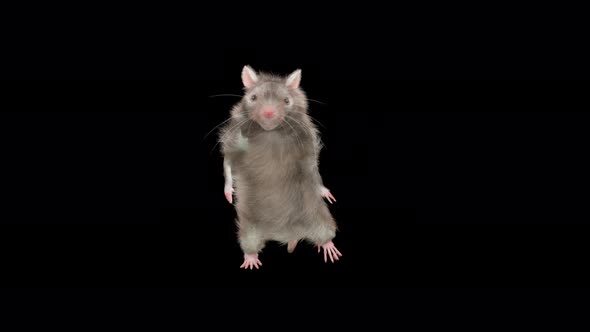 Rat Dancing 4K