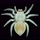 Spider Under a Microscope Arachnida Class Arthropoda Squad on Video Young Not yet Fully Formed - VideoHive Item for Sale